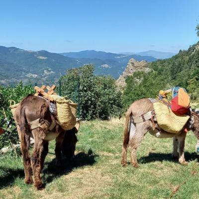 Les Soleillas Pour Votre Zen'ittude Chalencon
